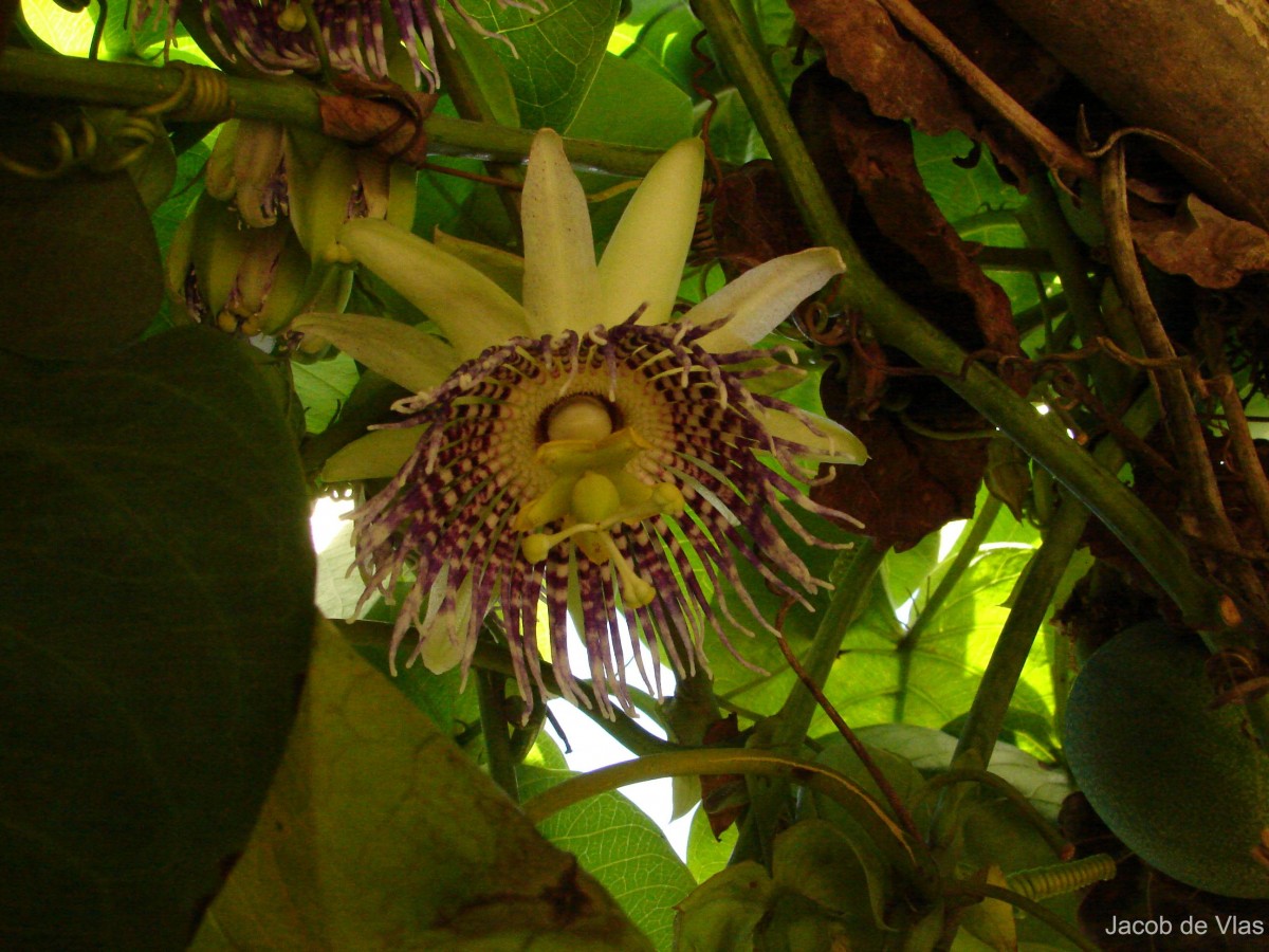 Passiflora ligularis Juss.